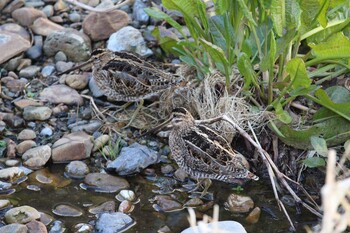 Common Snipe 石神井川 Tue, 2/22/2022