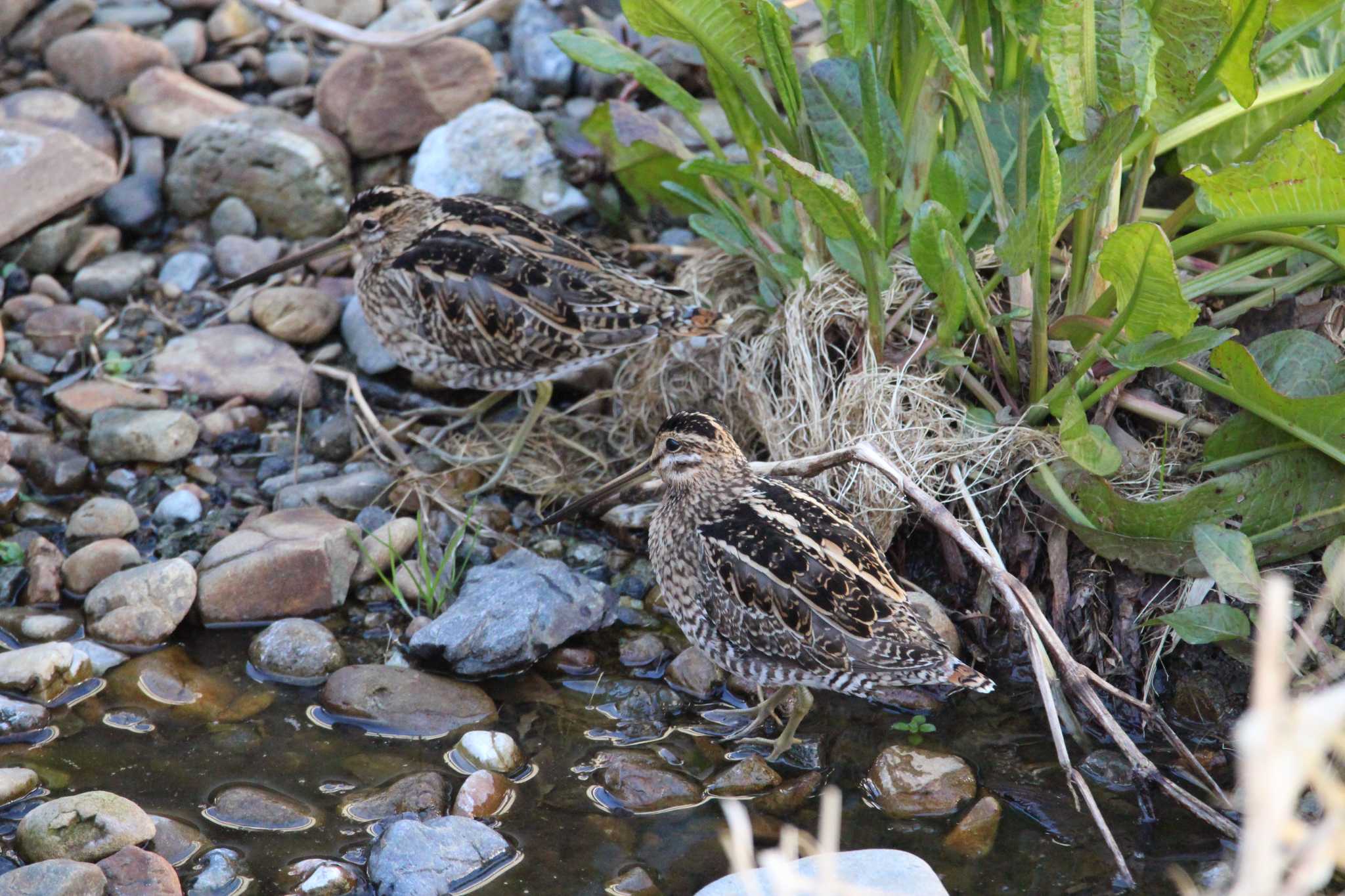 Photo of Common Snipe at 石神井川 by Sweet Potato