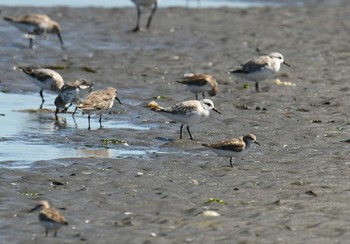 ミユビシギ ふなばし三番瀬海浜公園 2017年9月18日(月)