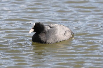 Eurasian Coot Akashi Park Fri, 12/31/2021