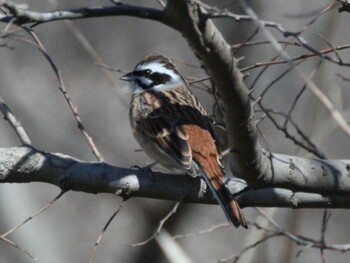 Meadow Bunting 境川 Tue, 2/22/2022