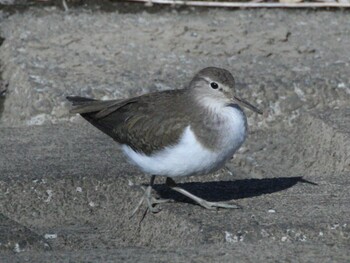 Common Sandpiper 境川 Tue, 2/22/2022