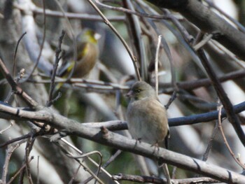 Grey-capped Greenfinch 境川 Tue, 2/22/2022