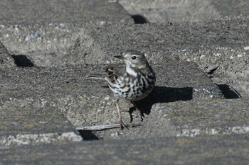 Water Pipit 境川 Tue, 2/22/2022