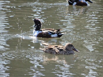 Northern Shoveler Shinjuku Gyoen National Garden Tue, 2/22/2022