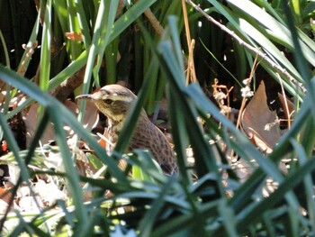 Dusky Thrush Shinjuku Gyoen National Garden Tue, 2/22/2022