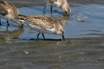 Red-necked Stint Sambanze Tideland Mon, 9/18/2017