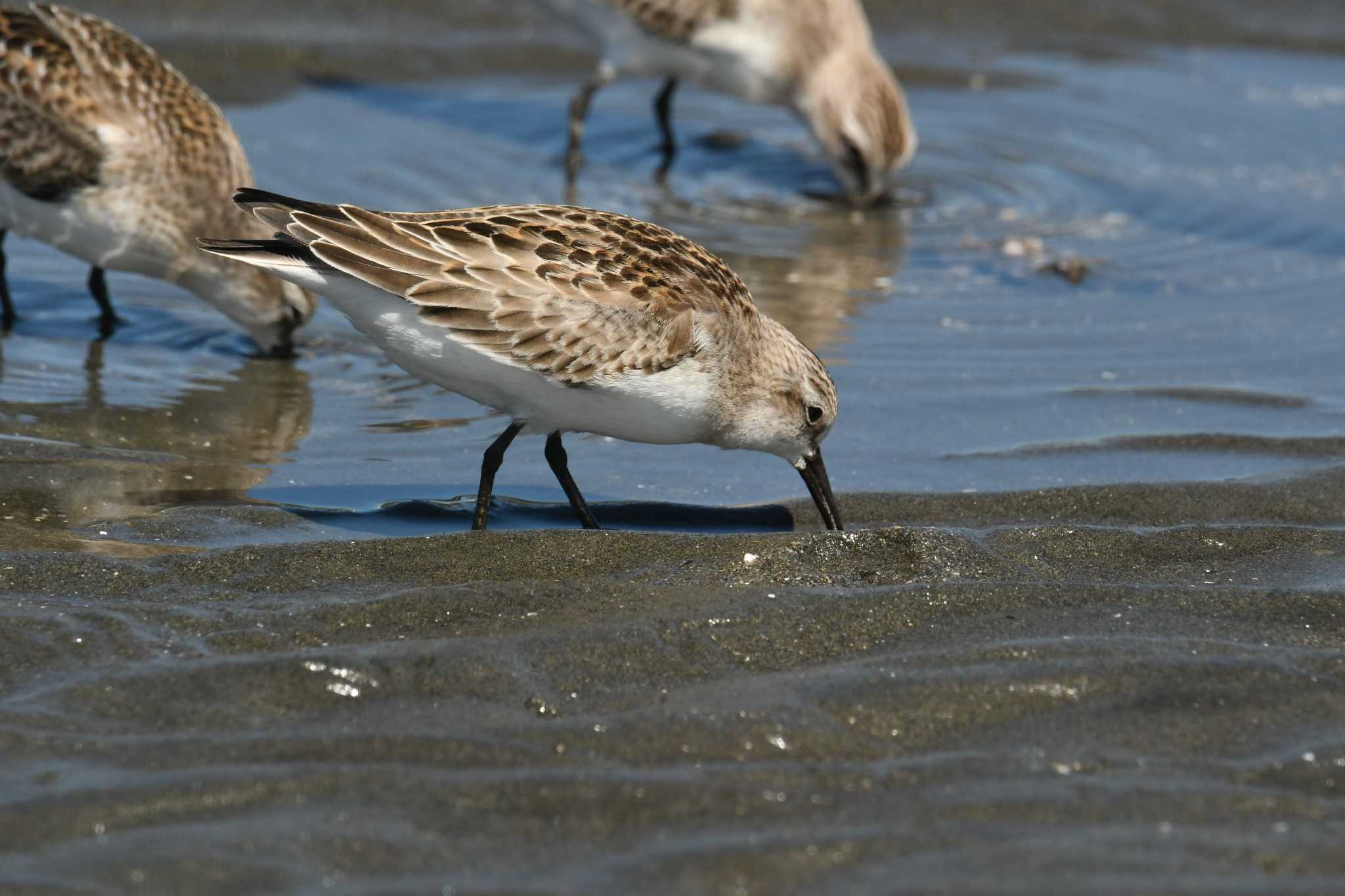 Photo of Red-necked Stint at Sambanze Tideland by あひる