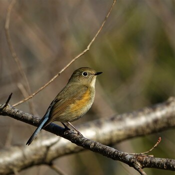 2022年2月15日(火) ロクハ公園(滋賀県草津市)の野鳥観察記録