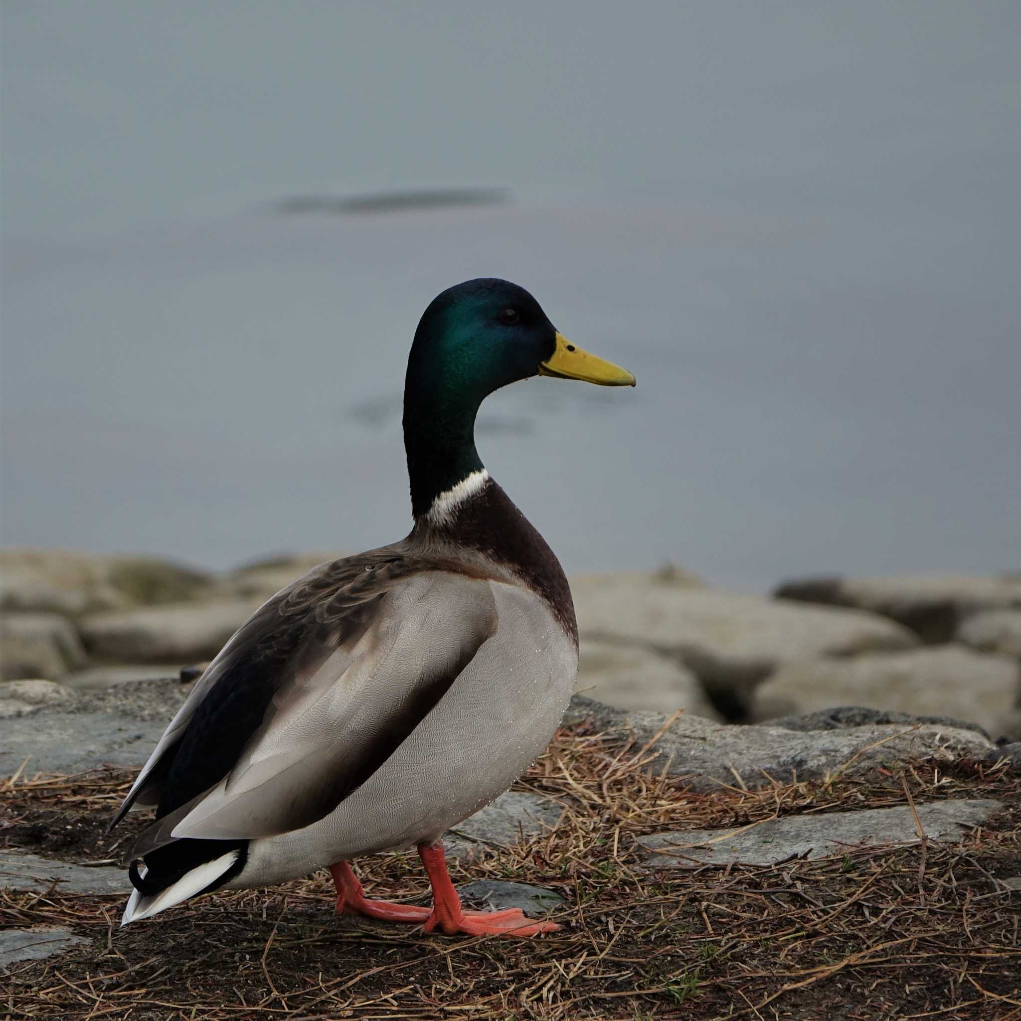 ロクハ公園(滋賀県草津市) マガモの写真