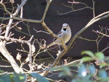 Hawfinch Shinjuku Gyoen National Garden Tue, 2/22/2022