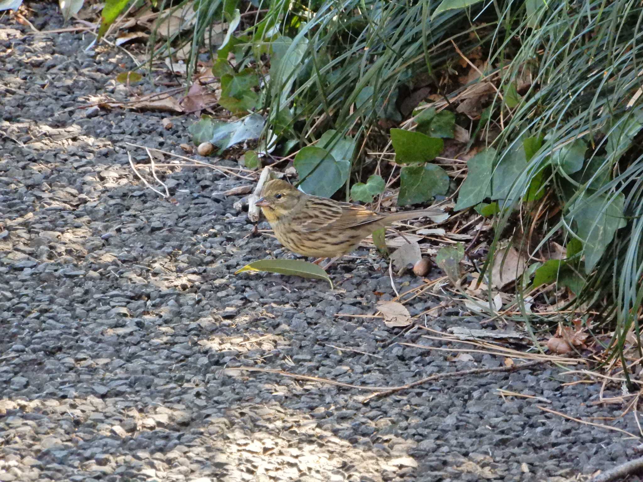 Masked Bunting