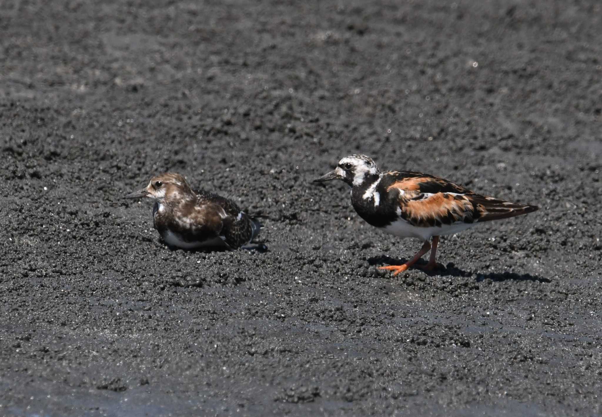 ふなばし三番瀬海浜公園 キョウジョシギの写真 by あひる