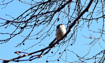 Long-tailed Tit Shinjuku Gyoen National Garden Tue, 2/22/2022