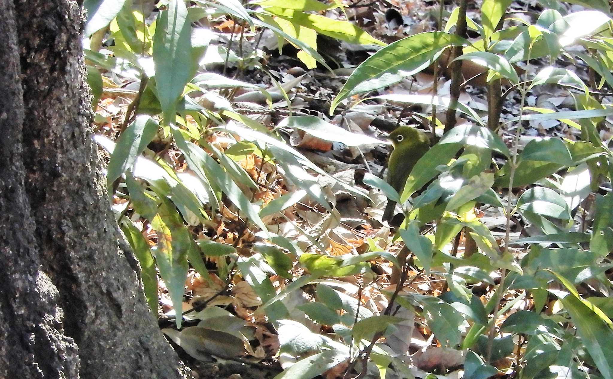 Warbling White-eye