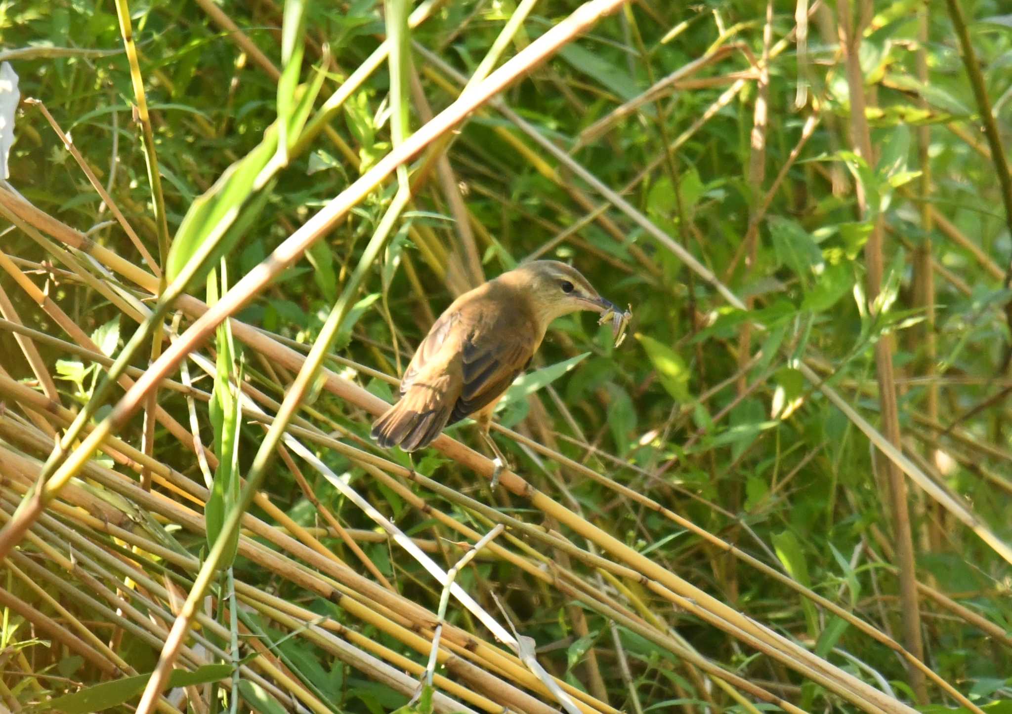 葛西臨海公園 オオヨシキリの写真