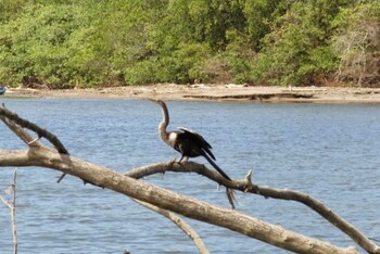 アメリカヘビウ Tarcoles River Cruise(Costa Rica) 撮影日未設定