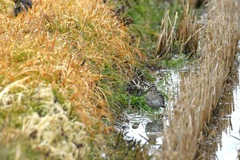 2022年2月20日(日) 田鶴浜野鳥公園の野鳥観察記録