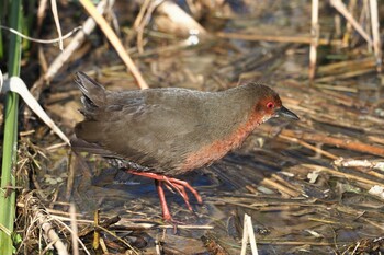 Ruddy-breasted Crake 淀川河川公園 Tue, 2/22/2022