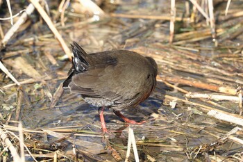 Ruddy-breasted Crake Unknown Spots Tue, 2/22/2022