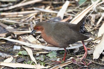 Ruddy-breasted Crake 淀川河川公園 Tue, 2/22/2022