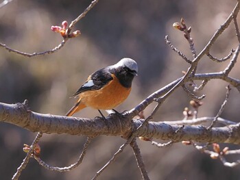 Daurian Redstart 鷲宮町 Tue, 2/22/2022