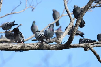 Rock Dove Akashi Park Fri, 12/31/2021