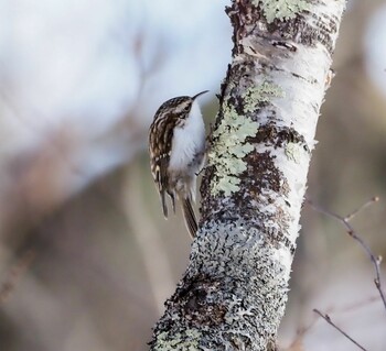 Eurasian Treecreeper Senjogahara Marshland Unknown Date