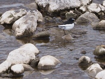 Japanese Wagtail 狭山丘陵 Sat, 2/19/2022