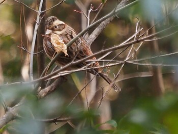 Rustic Bunting 青梅丘陵 Sat, 2/19/2022