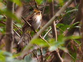 Yellow-throated Bunting 青梅丘陵 Sat, 2/19/2022