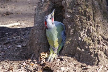 アオゲラ 小平中央公園、玉川上水沿い 2022年2月18日(金)