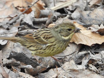 アオジ 秋ヶ瀬公園(ピクニックの森) 2022年2月22日(火)