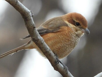 モズ 秋ヶ瀬公園(ピクニックの森) 2022年2月22日(火)