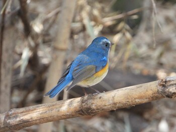 ルリビタキ 秋ヶ瀬公園(野鳥の森) 2022年2月22日(火)