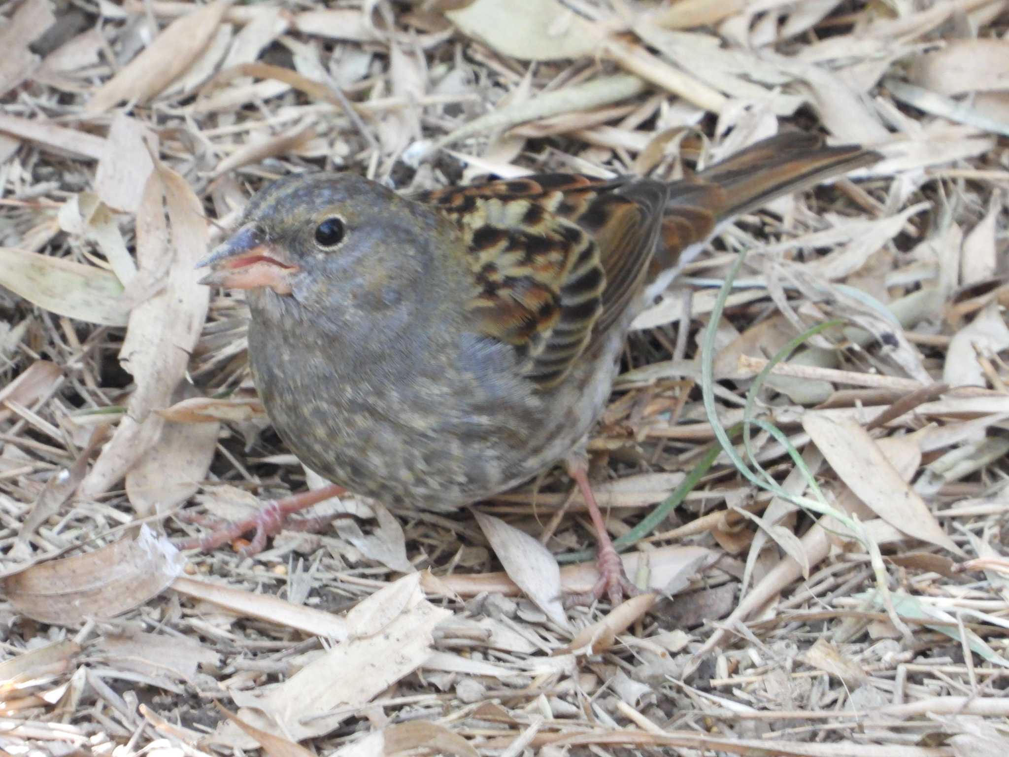 秋ヶ瀬公園(野鳥の森) クロジの写真 by UTAKAZU自然観察日記