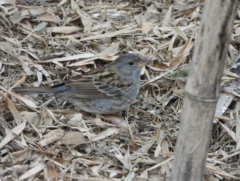 クロジ 秋ヶ瀬公園(野鳥の森) 2022年2月22日(火)