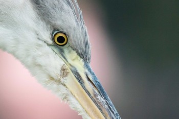 2017年9月20日(水) 明石公園の野鳥観察記録