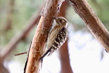 Japanese Pygmy Woodpecker 多摩川台公園 Sat, 2/19/2022