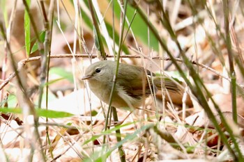 ウグイス 多摩川台公園 2022年2月19日(土)