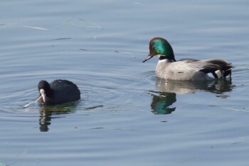 Falcated Duck 江津湖 Tue, 2/22/2022