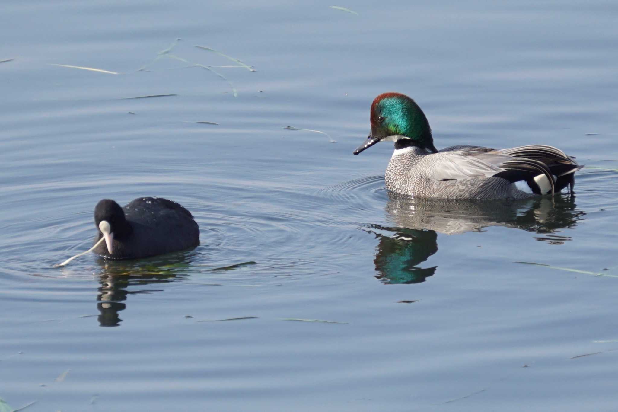 Falcated Duck