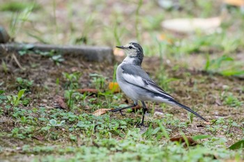 ハクセキレイ 明石公園 2017年9月20日(水)