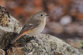 Daurian Redstart Kasai Rinkai Park Sun, 2/20/2022