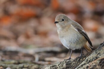 Daurian Redstart Kasai Rinkai Park Sun, 2/20/2022