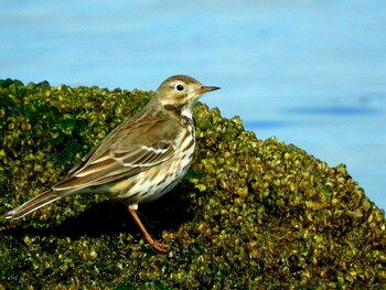 Water Pipit 甲子園浜(兵庫県西宮市) Fri, 2/18/2022