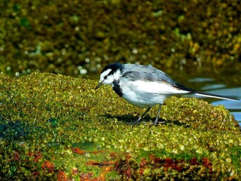 White Wagtail 甲子園浜(兵庫県西宮市) Fri, 2/18/2022