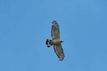 Crested Honey Buzzard Shirakaba-touge Fri, 9/15/2017