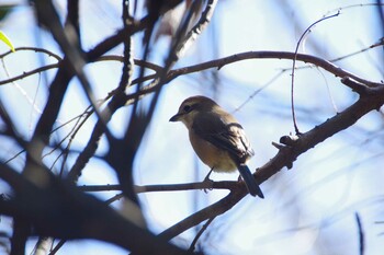 モズ 長浜公園 2022年2月22日(火)