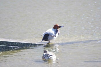 ホシハジロ 長浜公園 2022年2月22日(火)